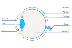 220517 Anatomie Auge